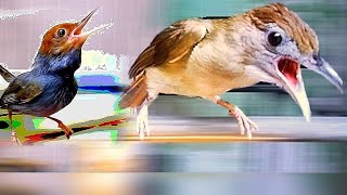 Masteran Kapas Tembak Suara Ngebren Feat Prenjak Beti Ngetir