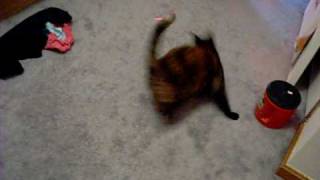 Cat attacking laser light