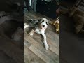 #puppy #veggiedance #veggieinspiration