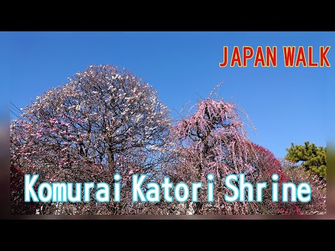 Japan Trip Videos　『Komurai Katori shrine』　Plum blossom and shrine