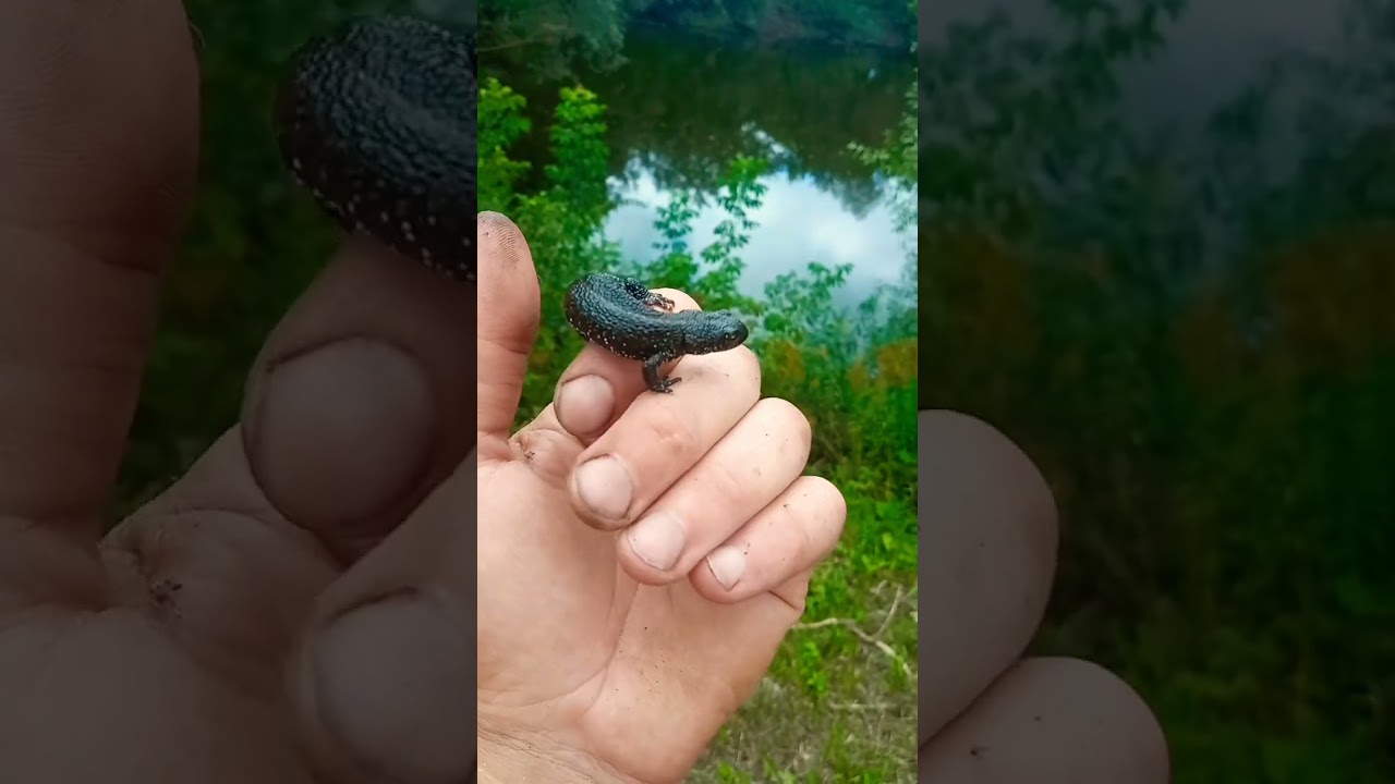 домашний тритон