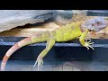 Coral glow iguana(red hypo)green iguana, red iguana and axanthic(blue) iguana- 6 month update