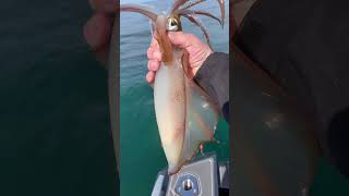 St Leonards Calamari.                        #fishing #calamari #squid #fun #water #boat #boating