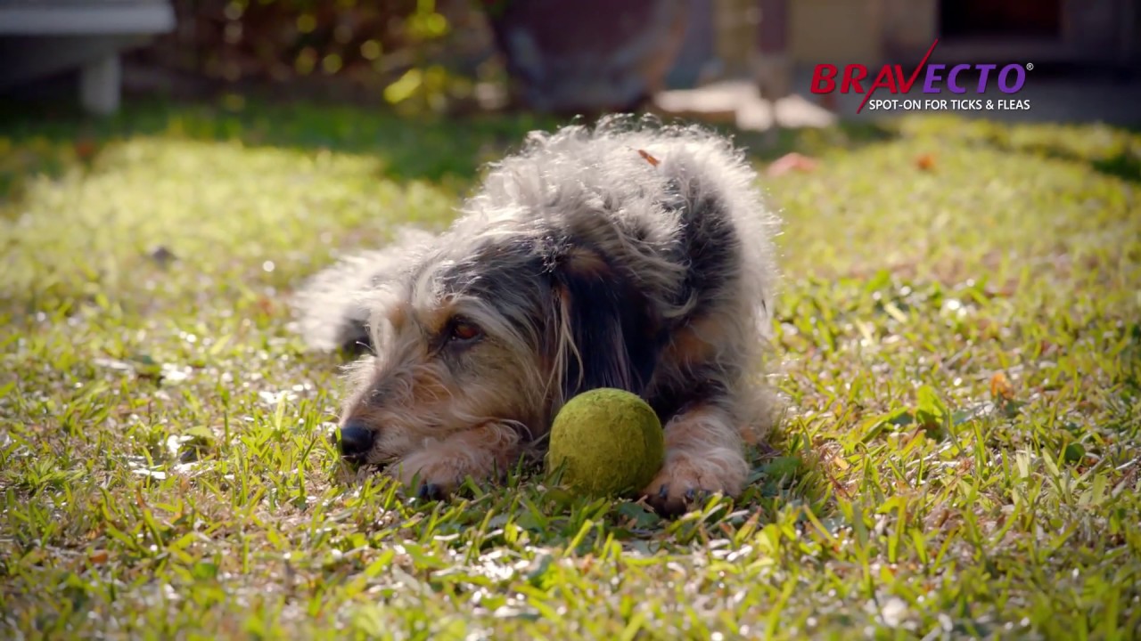 Resten Synlig Pogo stick spring Bravecto® Spot-On For Dogs - YouTube