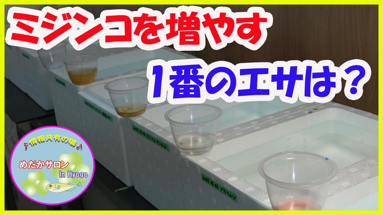 第122回 【ミジンコを増やす１番のエサは？】