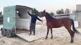 طريقة تركيبها بكل امان وكسب ثقتها في نفس الوقت ، ليش تخاف الخيل من عربة النقل ؟ النصري 🐎