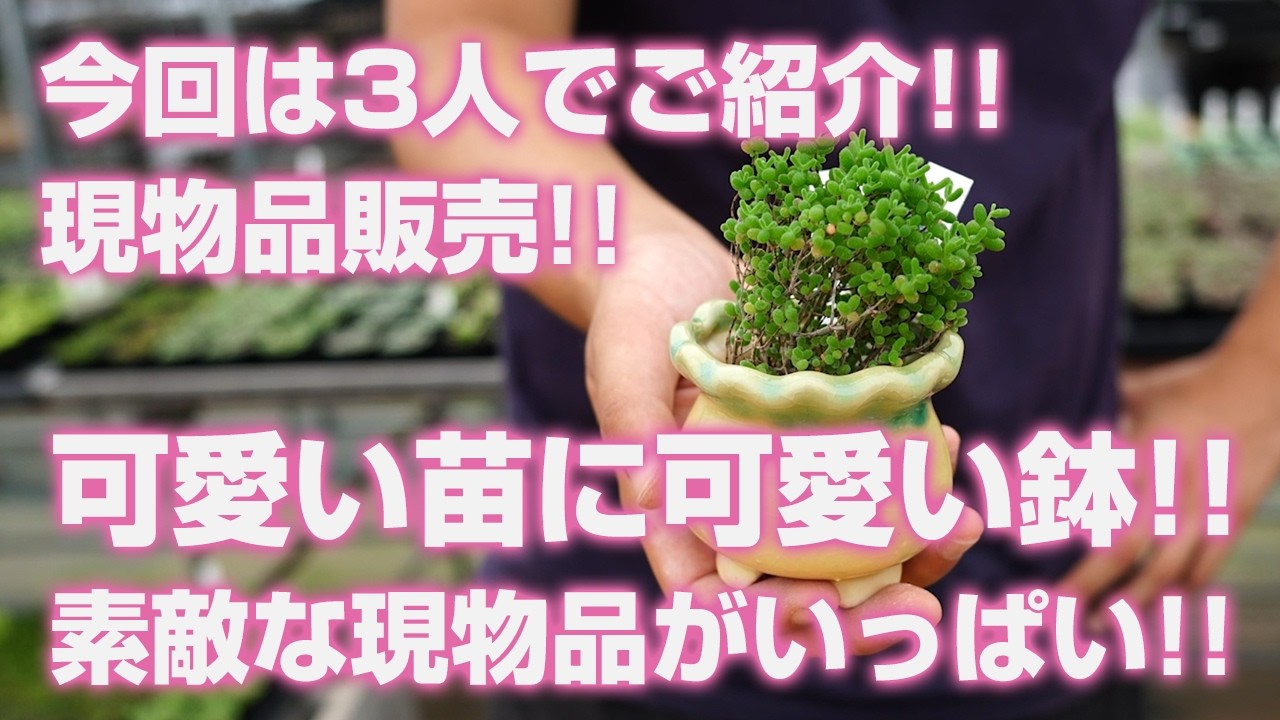 07/14/2026 [Succulents] Introducing them with 3 people this time