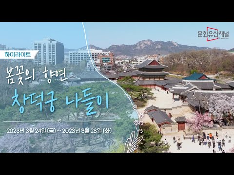 창덕궁 <strong>봄꽃</strong> 개화 현장 하이라이트 | EP.1 창덕궁 봄꽃놀이