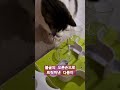 불굴의#고양이#다롱이#고양이쇼츠#고양이다롱이#고양이일상#먹이퍼즐#catlife#catholic#catshorts#catlover#cat#catvideos