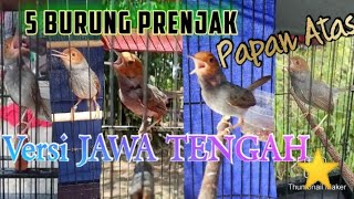 5 Burung Prenjak yang ditakuti setiap even di Jawa tengah