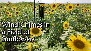Corinthian Bells Wind Chimes by Wind River | Hand-Tuned Scale E | 36-Inch Chimes in Sunflower Field