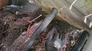Detalles Long-Term Rat Problem Found Under the Deck (Toronto) Noticias