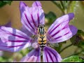 How to make a hoverfly lagoon