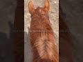 … fr #chestnutmare #horse #equestrianjourney #horseenthusiast #quarab #capcut