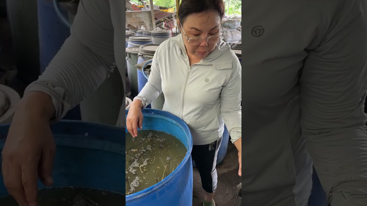 Ep.967 ใบทองหลางหมัก2อาทิตย์?#￼ มิสเตอร์ฮิวมัส