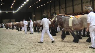Belgian Draft Horses:national championship in the years from 2013 to 2020