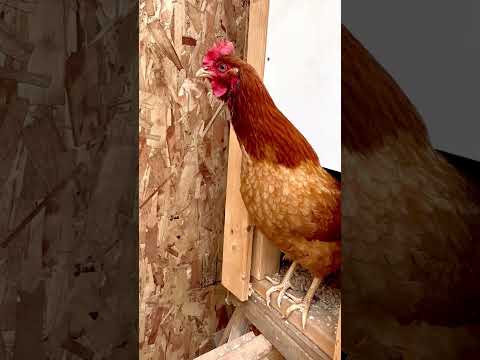 Ref:fOp6V13d1ac Bawk Bawk #chickens #hen #farmbirds #cute #funny #gallinas #petchickens #poules