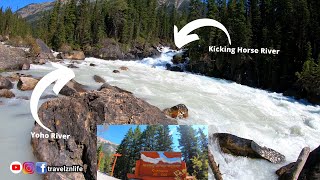 A mini hike to meeting of the Waters | Yoho River and Kicking Horse River meet | Vacation Vlog 2020