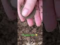 Потрём чуть 😅#монета #коп #кладоискатели #приборныйпоиск
