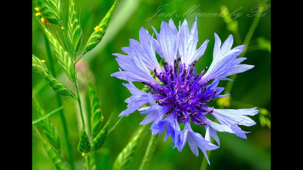 Hermann Hesse ~ Manchmal wenn ein Vogel ruft