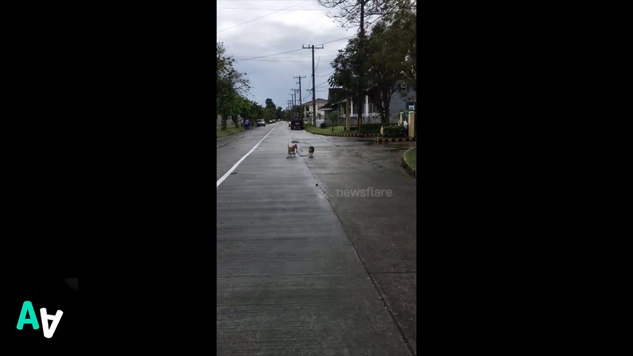 camera iphone 8 plus apk Little Beagle walks his Older Brother!