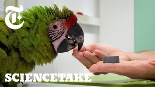 Watch Parrots Learn the Art of the Deal | ScienceTake