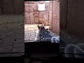 4kill in a Row call of duty mw remastered ©.