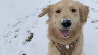 【大型犬０歳９ヶ月】ゴールデンレトリバーの子犬がチャレンジする度に技を習得する！できる事が増えていく！大型犬の子犬の成長が凄い｜ゴールデンレトリバー子犬のはるしこ君 by ゴールデンレトリバーはるしこ / Golden Retriever Harushico 1,102 views 3 months ago 7 minutes, 12 seconds