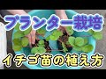 イチゴ栽培(プランター)たくさんできるイチゴ苗の植え方