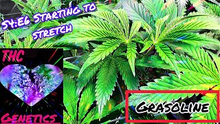 Seed to Harvest - Grasoline