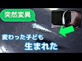 幹之(みゆき)メダカから変わった稚魚が生まれた！？珍しいレアケースなのか？