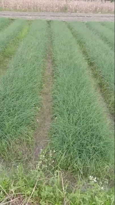 TANAMAN BAWANG BATAK SUBUR DAN MANTUL||sc