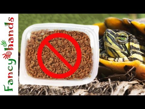 Почему НЕЛЬЗЯ давать ГАММАРУС черепахе. ВРЕД или ПОЛЬЗА