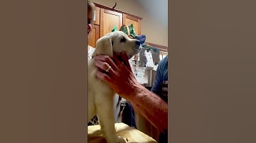 Microchip the dude #thedude #puppy #lab  #labradorretriever #labradorpuppies #microchips #puppy