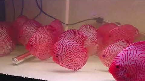 Cá đĩa bồ câu|thiên đường cá cảnh