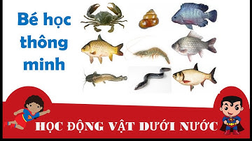 các con vật dưới nước, con cá, con cua, con ếch