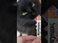 fluffy cat treat ASMR 😻 😭 #asmr #cat