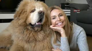 5 Most Expensive Dogs in the World by GIDEON FILMS TOP 5 506 views 4 years ago 5 minutes, 6 seconds