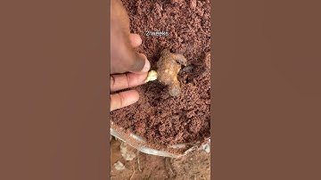Quick and easy way to grow ginger at home #ginger