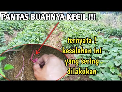 Video: Akankah umbi tumbuh melalui mulsa?