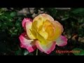 Цветы: розы в Таиланде