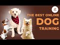 The Best Online Dogs Training Techniques | Master Any Skill! 🌐 | #dog #doglover
