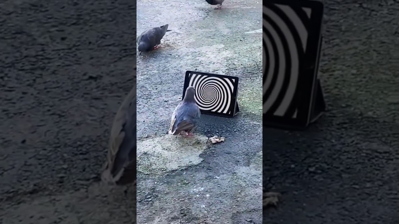 This pigeon is in his own little world! 😵‍💫