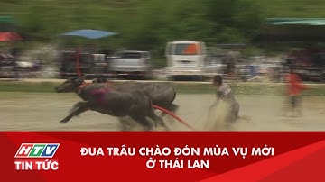 ĐUA TRÂU CHÀO ĐÓN MÙA VỤ MỚI TẠI THÁI LAN | TG 14/07/2019
