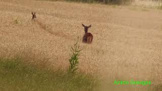 036- Un jeune faon de biche, tout fou