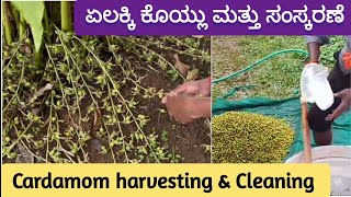 ಏಲಕ್ಕಿ ಕೃಷಿ  | ಸೋಡಿಯಂ ಕಾರ್ಬೋನೇಟ್  ಬಳಸಿದರೆ ಏಲಕ್ಕಿಗೆ ಉತ್ತಮ ಬಣ್ಣ ಬರುತ್ತದೆ  | Cardamom harvest, Cleaning