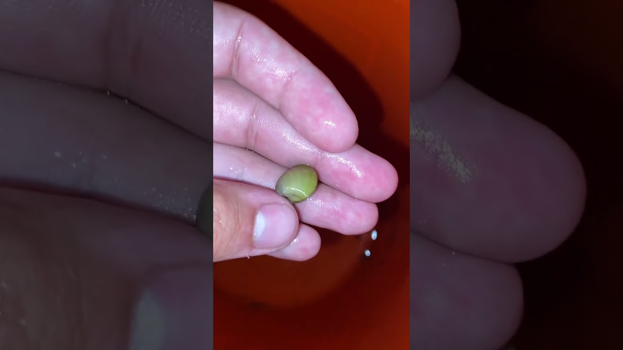 Did expect to find this in between the Mosquito Fish. 