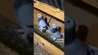 Uzbek trumpler blue 💙 bar fancy breeder pair of pigeon #kabutor #pigeon #fancyanimal #fancybird
