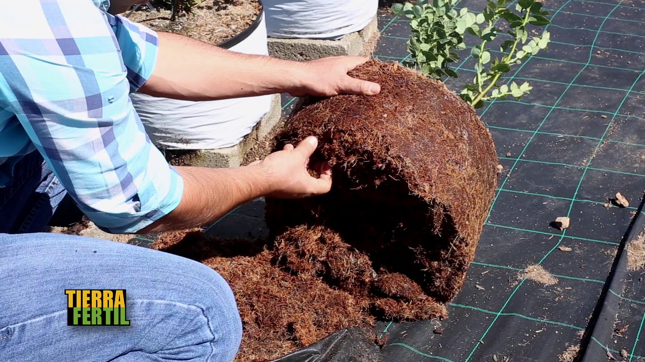 TIERRA FÉRTIL TV-LA PRODUCCIÓN DE ARÁNDANO EN SUSTRATO DE COCO(13.10.18)