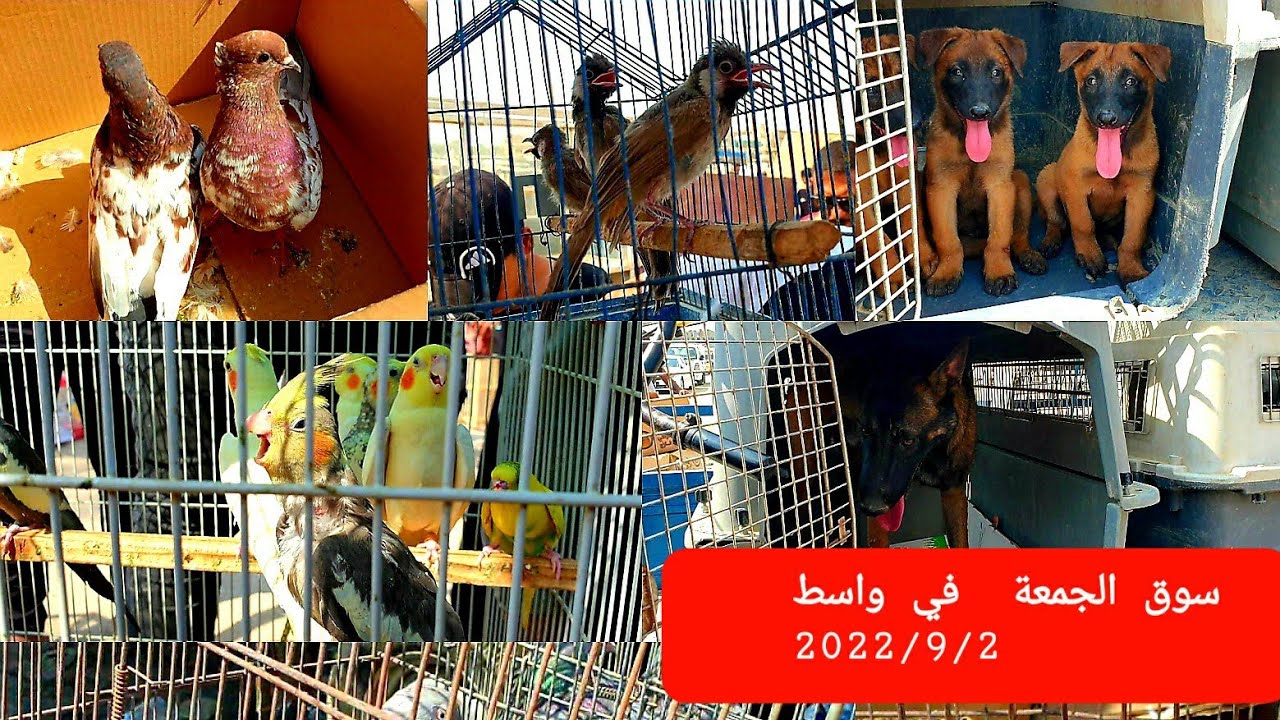 #سوق_الشيشان/ اسعار اطيور والحيوانات الأليفة  في سوق الجمعة./ 2 /9 /2022